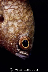 Fishs - Chromis chromis by Vito Lorusso 